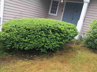 Bush Trimming by Robert Martin for Luther W. in Mill Creek, WA