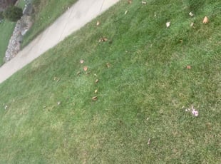 Bush Trimming by Agron Osmani for Spencer E. in Delhi charter Township, MI