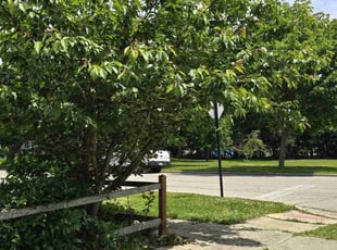 Bush Trimming by Chris Ayala for James W. in Elgin, IL