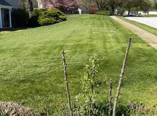 Cristina S.'s Lawn Mowing service result