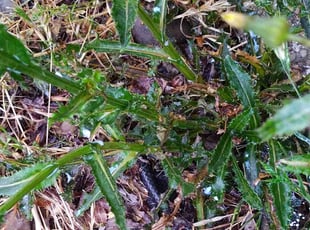 Weeding by Schuyler Ashton for Chelsea F. in Springfield, OR