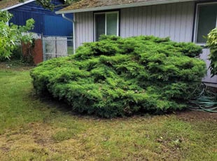 Bush Trimming by Kenneth Rabbitt for Silva A. in Olympia, WA