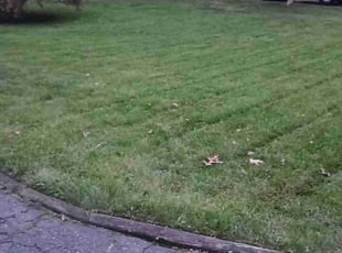 Alejandro I.'s Lawn Mowing service result