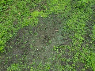 Aeration by Anthony Grant for Quinn A. in Saint Paul, MN