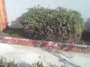 Bush Trimming by Ryan Gault for Bill M. in Fresno, CA