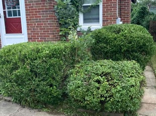 Bush Trimming by Steve Valmassoi for Fiona P. in Cincinnati, OH