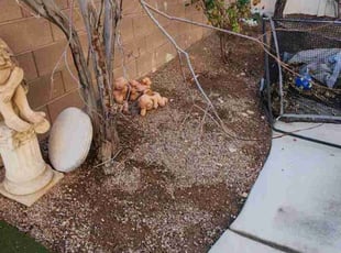 Leaf Removal by Lamont Johnson for Christopher S. in Las Vegas, NV