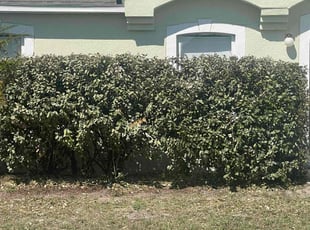 Bush Trimming by Apolinar Bravo for Tony B. in Poinciana, FL