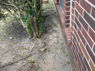 Weeding by Santiago Rodriguez for Alyssa S. in Pearland, TX