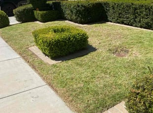 Nicole W.'s Lawn Mowing service result