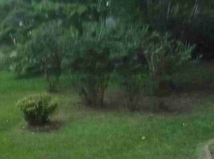 Bush Trimming by Peter Dean for Carter H. in Durham, NC