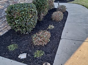 Mulching by Roberto Carrasco for Brian P. in Charlotte, NC