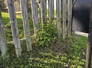 Bush Trimming by Terrence Hawkins for Jacob N. in Capitol Heights, MD