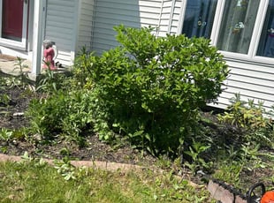 Bush Trimming by Errick Elias for Aaron F. in Lancaster, NY
