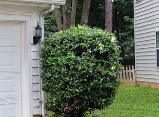 Bush Trimming by Baylor Jennings for Betty L. in Huntersville, NC