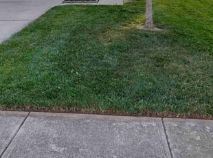 Leaf Removal by Shawn Lynch for Dayana G. in Indianapolis, IN