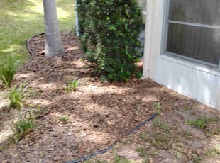Bush Trimming by Crystal Haynes for Lisa P. in Plant City, FL