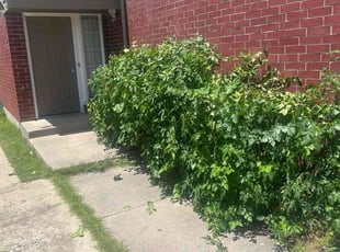 Bush Trimming by Luke Bruner for Matthew a. in Norman, OK
