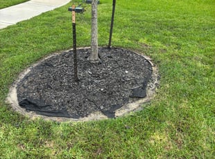 Weeding by Santiago Rodriguez for Amber B. in Alvin, TX