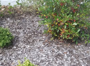 Weeding by David Story for Nadia E. in Houston, TX