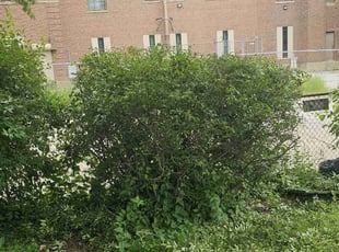 Bush Trimming by Robert Dowdy for Sheron H. in Milwaukee, WI