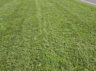 Loni M.'s Yard Cutting service result