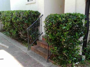 Bush Trimming by Daniel Campos for Reed M. in Houston, TX