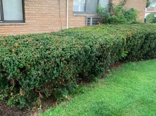 Bush Trimming by Traian Dumitrescu for Tao S. in Cleveland, OH