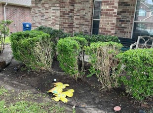 Rosilene B.'s Bush Trimming service result