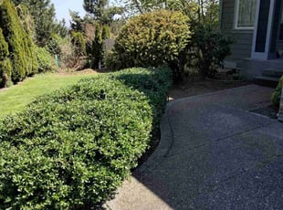 Bush Trimming by Kenison Handel for Jennifer B. in Bothell, WA