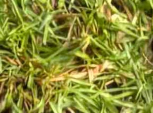 Sharon H.'s Weeding service result