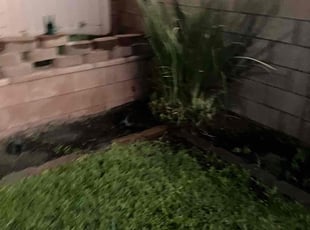 Bush Trimming by Andre Hancock for Steven S. in Loma Linda, CA