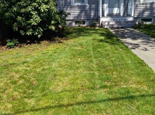 Lorraine B.'s Lawn Mowing service result