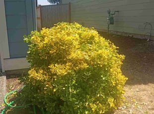 Bush Trimming by Suzanne Cody for Heather G. in Puyallup, WA