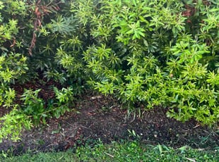 Weeding by Valera Swearngin for Chad D. in Virginia Beach, VA