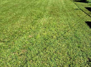 Chandra J.'s Lawn Mowing Service service result