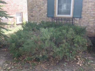 Bush Trimming by Derrick Lance for Bruce S. in Minneapolis, MN