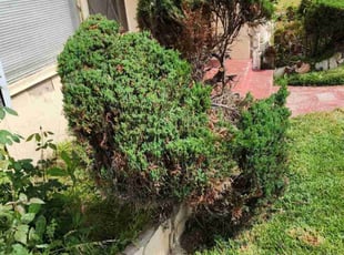 Bush Trimming by Sergio Garcia for Guy D. in Compton, CA