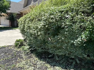 Bush Trimming by Mason Hill for Naseem H. in Edmond, OK