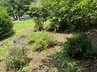 Bush Trimming by Amanda Carter for Brittany H. in Garner, NC