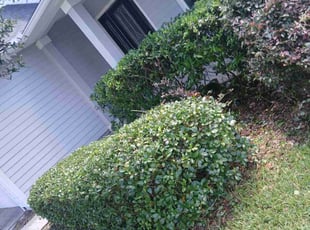 Bush Trimming by Jean Claude Zephirin for Sarah W. in Saint Johns, FL