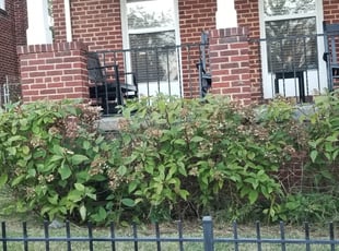 Bush Trimming by James A. Saulsbury for Howard B. in Washington, DC