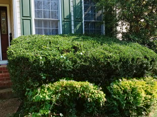 Bush Trimming by Chris Thomas for Yuan L. in Midlothian, VA