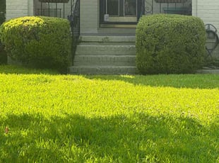 Bush Trimming by Antwain Turner for LaVonne M. in Charleston, SC