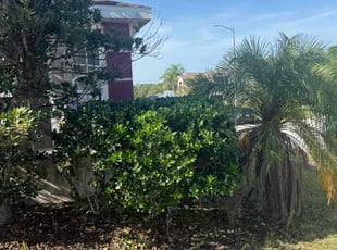 Bush Trimming by Jairo Ibero for Jennifer A. in Davenport, FL
