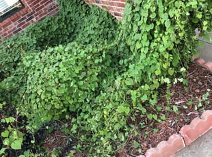 Weeding by Lloyd Compton for Kevin S. in Yukon, OK