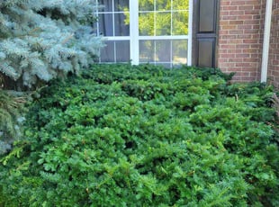Bush Trimming by Chris Roetting for Lamont A. in Mason, OH