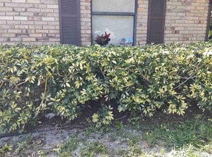 Bush Trimming by Chris Hoppe for Susan S. in Deltona, FL