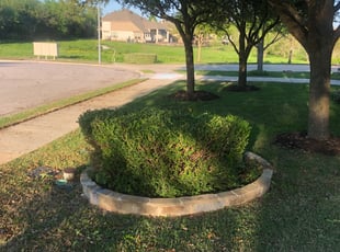 Bush Trimming by Samuel Onwuka for David J. in Round Rock, TX