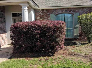 Bush Trimming by Rodney Thibodeaux for Yoon Ha L. in Baton Rouge, LA